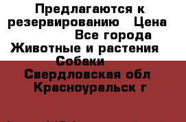 Предлагаются к резервированию › Цена ­ 16 000 - Все города Животные и растения » Собаки   . Свердловская обл.,Красноуральск г.